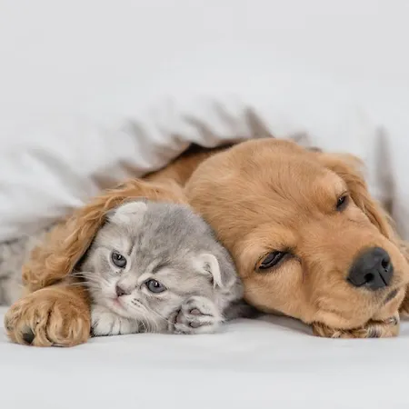 Pestana Casino Апарт-отель 4*