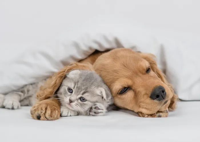 Pestana Casino Lägenhetshotell 4*